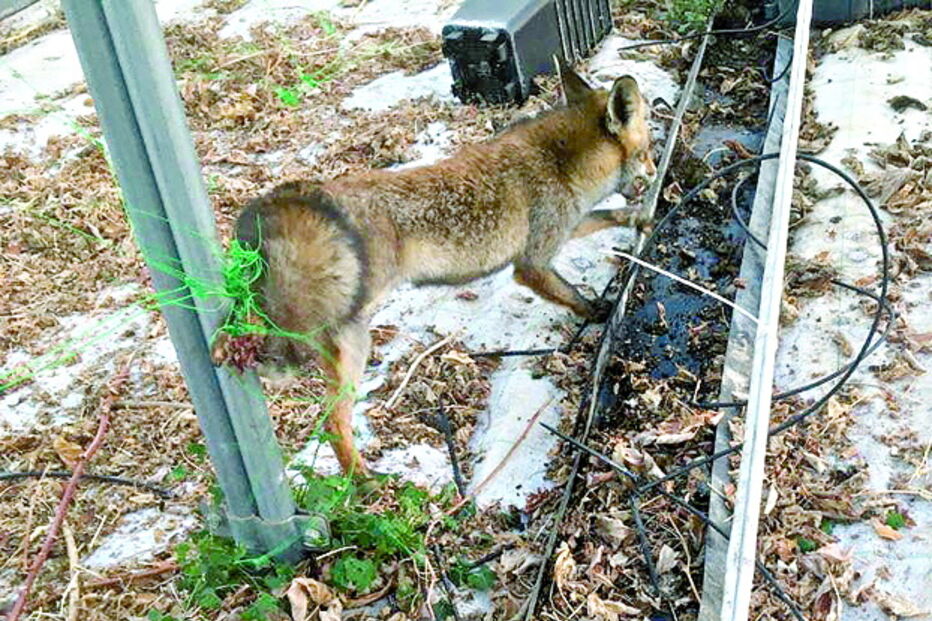Animal estava preso numa vedação 