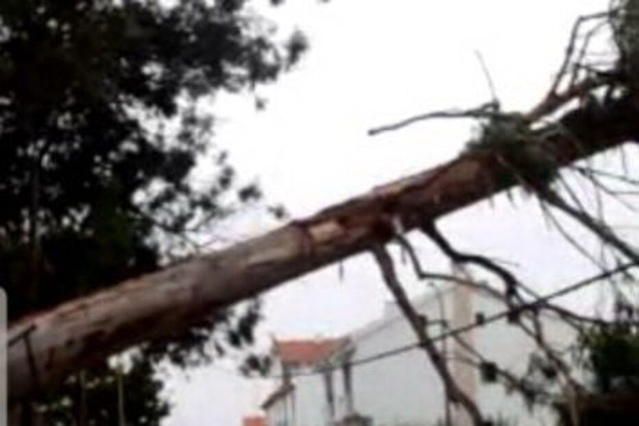 Árvore cai em cima de casa no Montijo