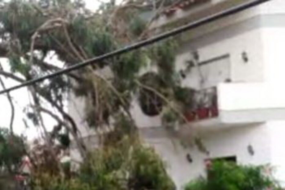 Árvore cai em cima de casa no Montijo