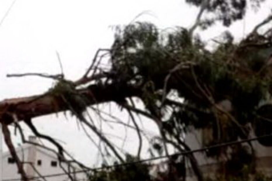 Árvore cai em cima de casa no Montijo