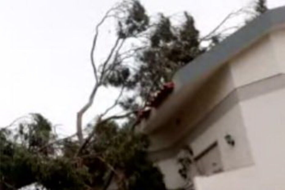 Árvore cai em cima de casa no Montijo