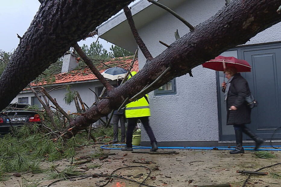 Queda de árvores faz sete desalojados em Santo Tirso