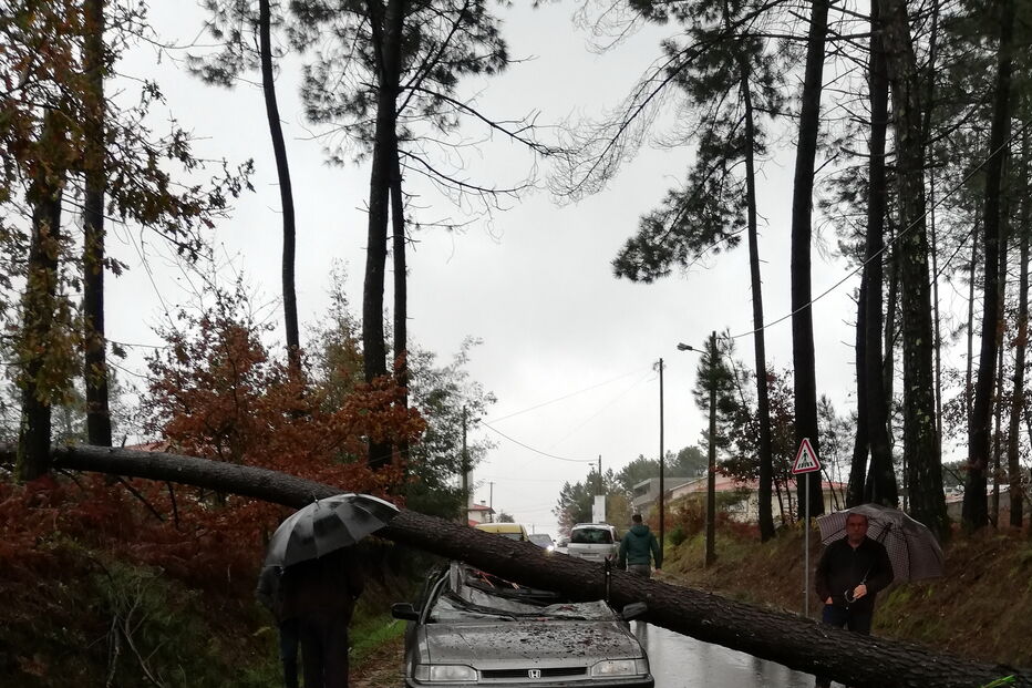 Árvore cai em cima de carro em Viseu