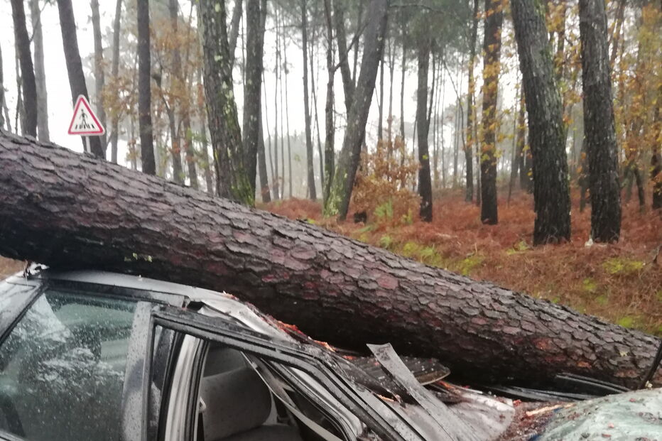 Árvore cai em cima de carro em Viseu
