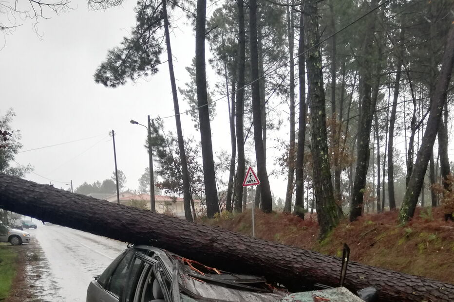 Árvore cai em cima de carro em Viseu