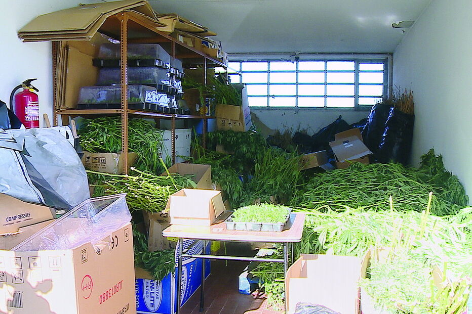 Judiciária tem identificado várias  ‘estruturas empresariais’ deste género, classificando 2019 como um ano anómalo 