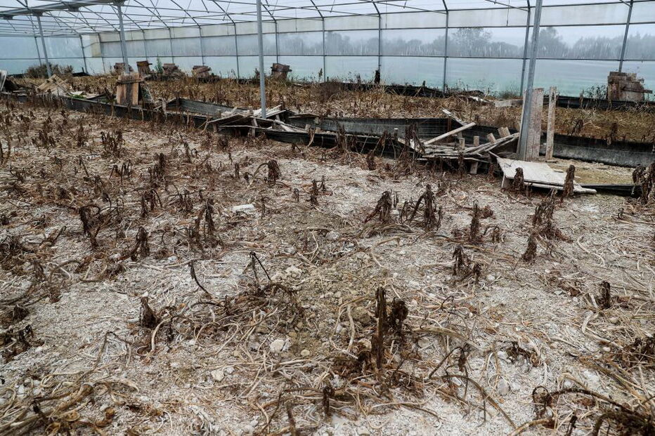 Explorações de caracóis destruídas pelos javalis no Rabaçal, arredores de Penela, 13 de dezembro de 2019.