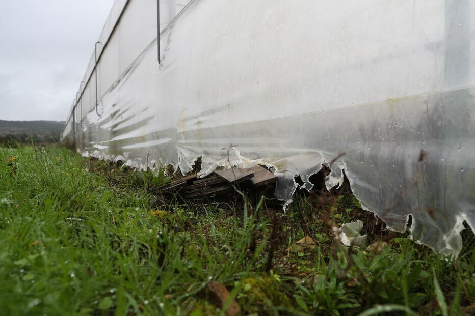 Explorações de caracóis destruídas pelos javalis no Rabaçal, arredores de Penela, 13 de dezembro de 2019.