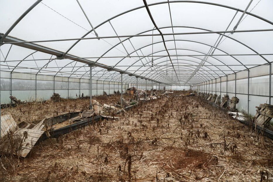 Explorações de caracóis destruídas pelos javalis no Rabaçal, arredores de Penela, 13 de dezembro de 2019.