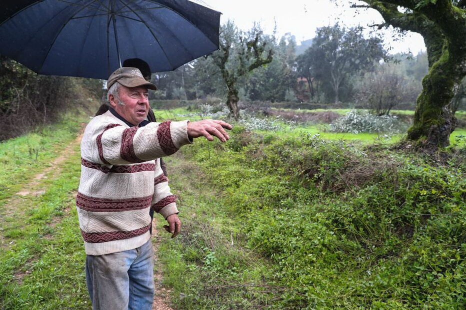 Explorações de caracóis destruídas pelos javalis no Rabaçal, arredores de Penela, 13 de dezembro de 2019.