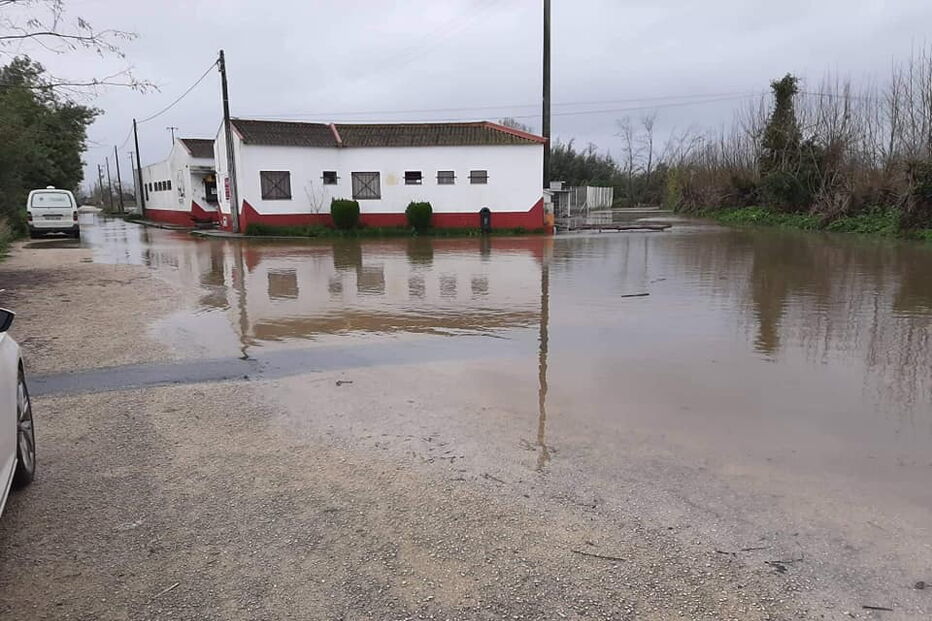 Mau tempo obriga a retirar 100 animais do canil de Coimbra. 60 foram acolhidos por famílias