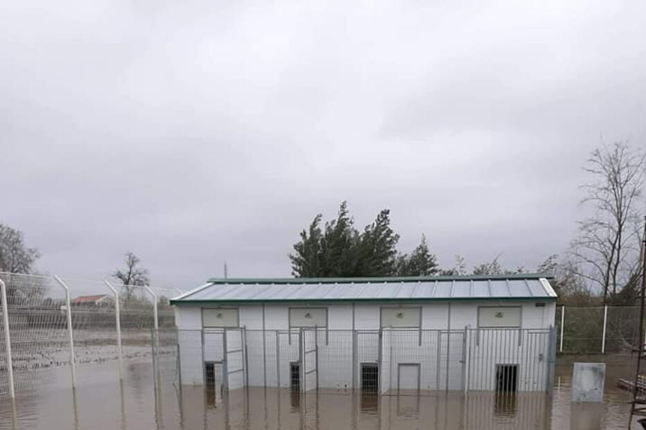 Mau tempo obriga a retirar 100 animais do canil de Coimbra. 60 foram acolhidos por famílias