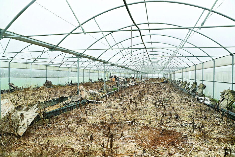 Javalis arrasam culturas na região Centro do País 