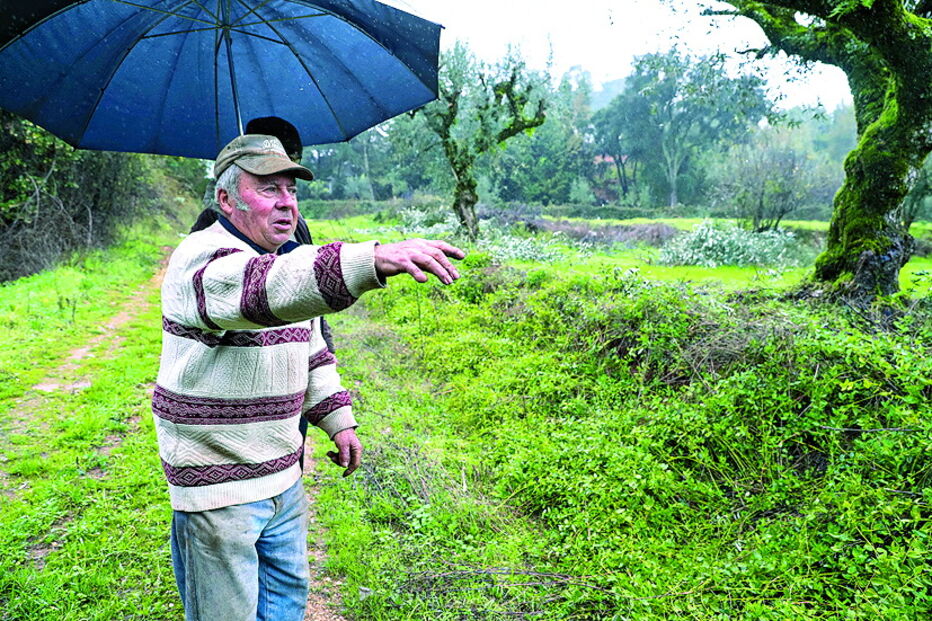 Javalis arrasam culturas na região Centro do País 