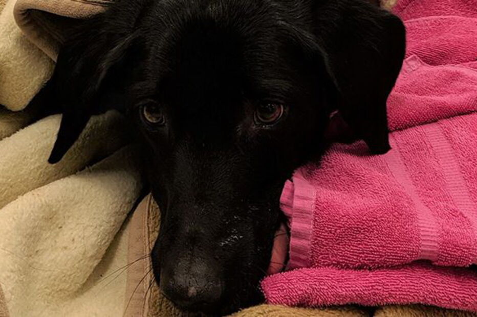 Cão é sujeito a duas operações após comer mais de 30 enfeites de Natal