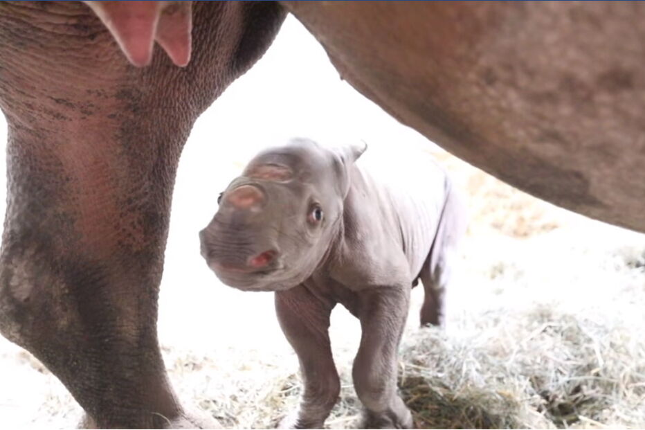 Bebé rinoceronte negro é o milagre de Natal no Potter Park Zoo