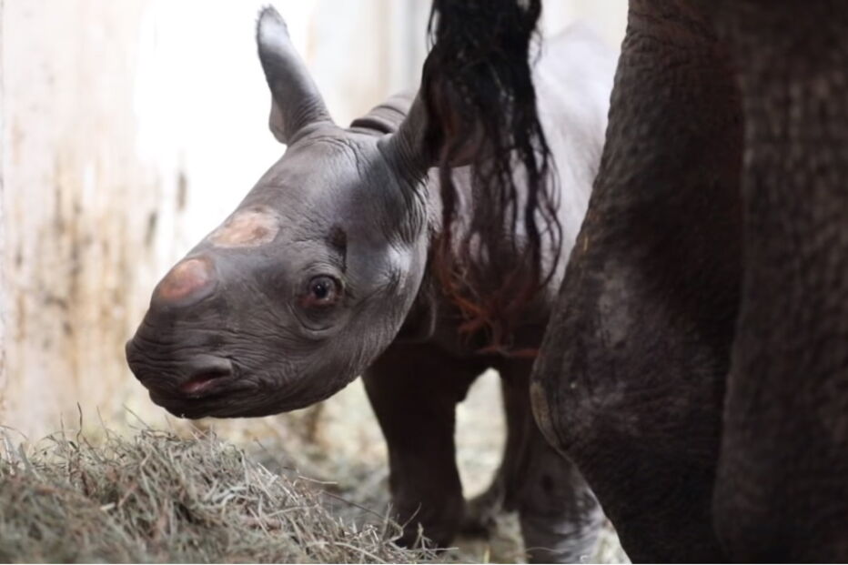 Bebé rinoceronte negro é o milagre de Natal no Potter Park Zoo