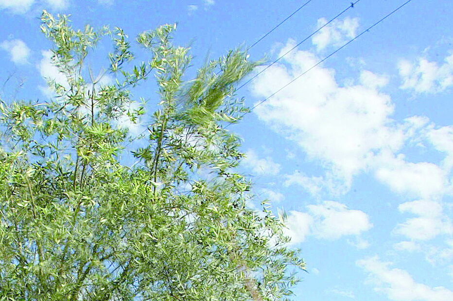 Produção de azeitona tem registado aumento significativo nos últimos anos 