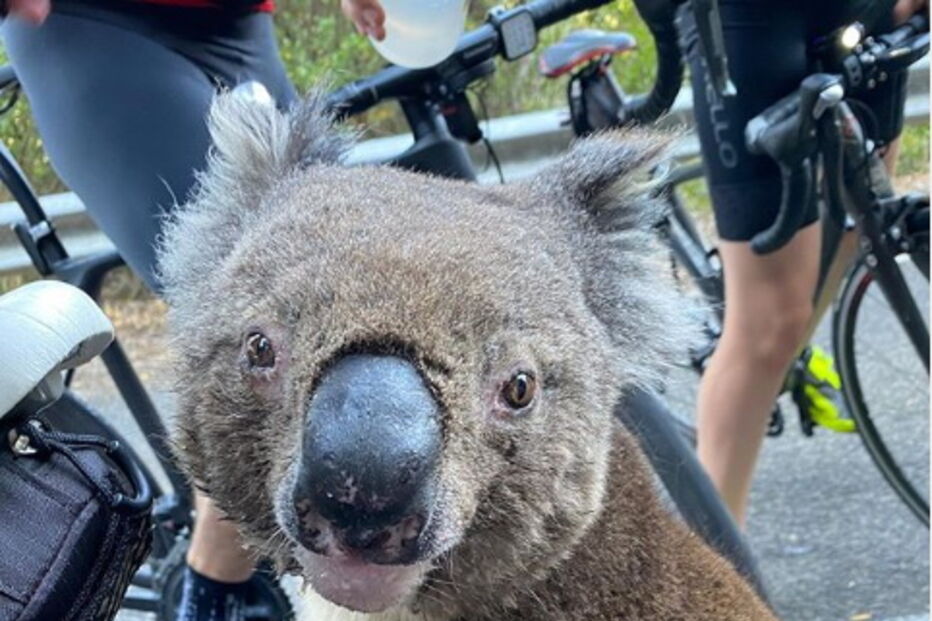 Coala cheio de sede parou ciclista para beber água da garrafa 