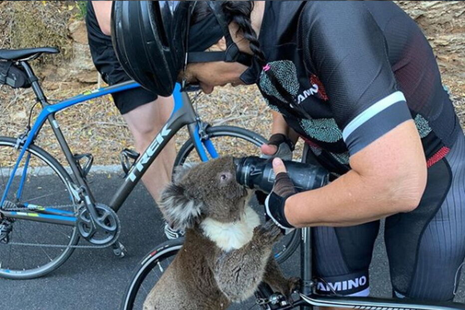 Coala cheio de sede parou ciclista para beber água da garrafa 