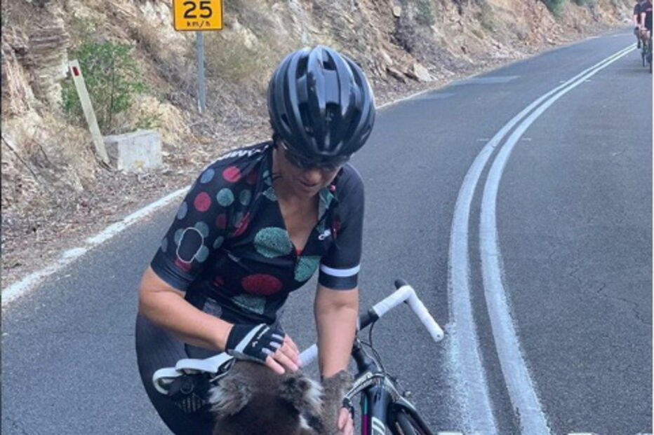 Coala cheio de sede parou ciclista para beber água da garrafa 