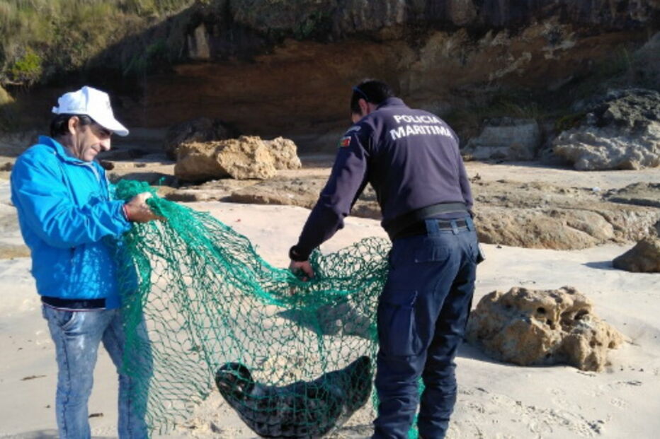 Cria de foca resgatada com vida na Praia da Légua em Alcobaça