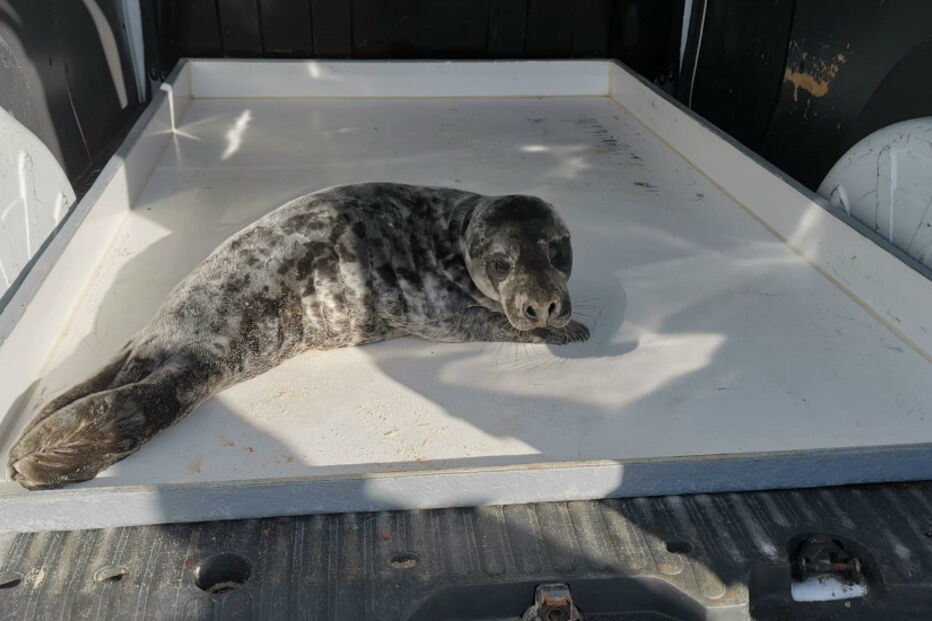 Cria de foca resgatada com vida na Praia da Légua em Alcobaça