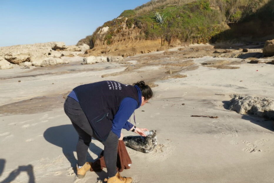 Cria de foca resgatada com vida na Praia da Légua em Alcobaça