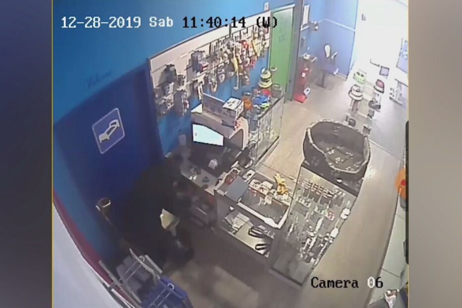 Loja de animais assaltada no Porto. Funcionária ameaçada com arma de fogo