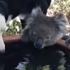 Cão e coala partilham água num momento em que a Austrália luta contra incêndios devastadores. Veja as imagens