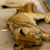 Leões doentes e desnutridos encontrados num parque no Sudão 