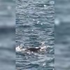 Lobo marinho avistado ao largo da Barreirinha no Funchal. Veja as imagens