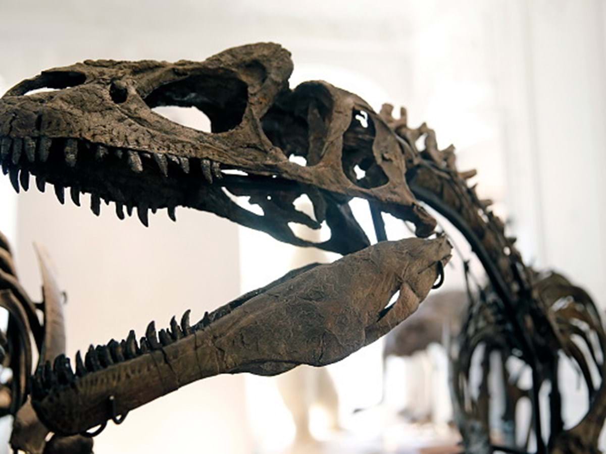 Paleontólogos descobrem nova espécie de dinossauro gigante na Catalunha,  Espanha
