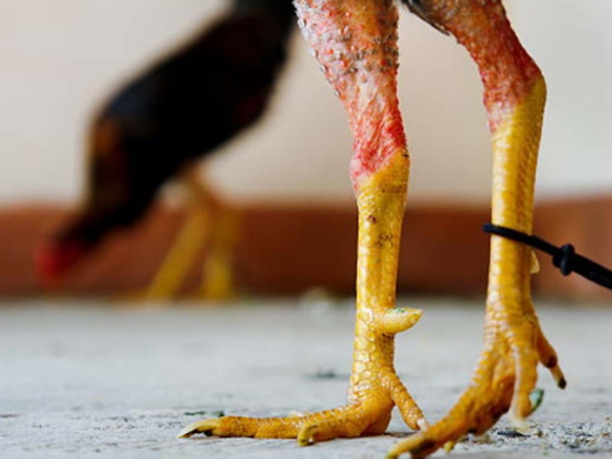 Trabalhadores usam a boca para retirar ossos das patas das galinhas - Mundo  - Correio da Manhã