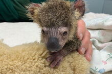 Keli, o coala que sobreviveu aos incêndios na Austrália