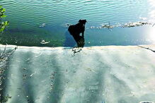 Bombeiros salvam dois cães em ETAR de Portimão