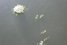 Jovem cabo-verdiano morto em Bragança homenageado em Mirandela