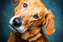 Cães modelos para promover adoção  