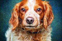 Cães modelos para promover adoção  