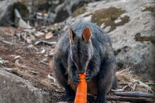 Helicópteros largam comida para alimentar animais nos fogos da Austrália