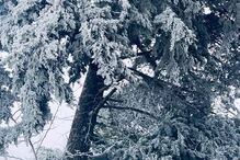 Bragança pintada de branco