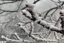 Bragança pintada de branco