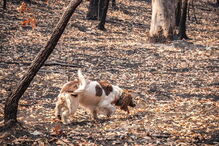 Conheça Taylor, a cadela que salvou oito coalas nos incêndios na Austrália