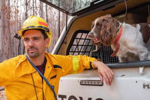Conheça Taylor, a cadela que salvou oito coalas nos incêndios na Austrália
