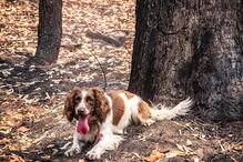 Conheça Taylor, a cadela que salvou oito coalas nos incêndios na Austrália