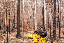 Conheça Taylor, a cadela que salvou oito coalas nos incêndios na Austrália
