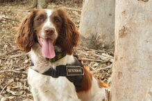 Conheça Taylor, a cadela que salvou oito coalas nos incêndios na Austrália
