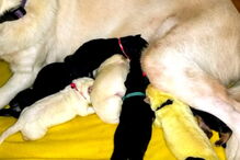 Hulk, o cachorrinho que nasceu com o pelo verde lima