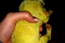 Hulk, o cachorrinho que nasceu com o pelo verde lima