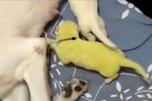 Hulk, o cachorrinho que nasceu com o pelo verde lima